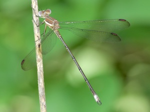 Great Spreadwing - Archilestes grandis